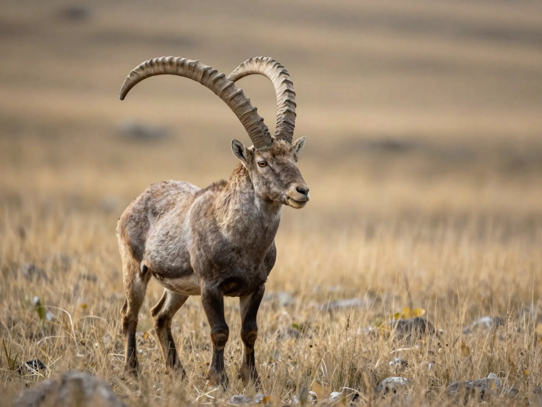 Hybrid ibex ram — AI-generated sample imagery